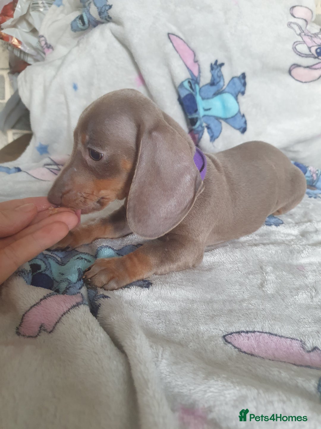 Miniature Dachshund dogs for sale: Miniature dachshund puppies for sale - Image 5