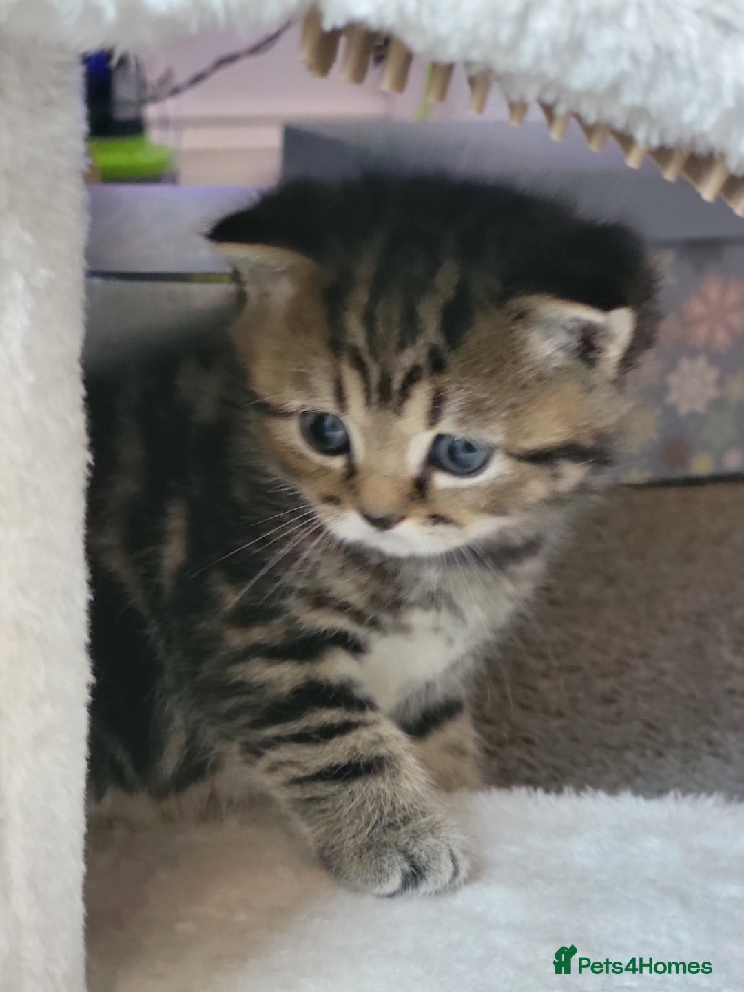 Scottish Fold cats for sale: Scottish fold - Advert 27