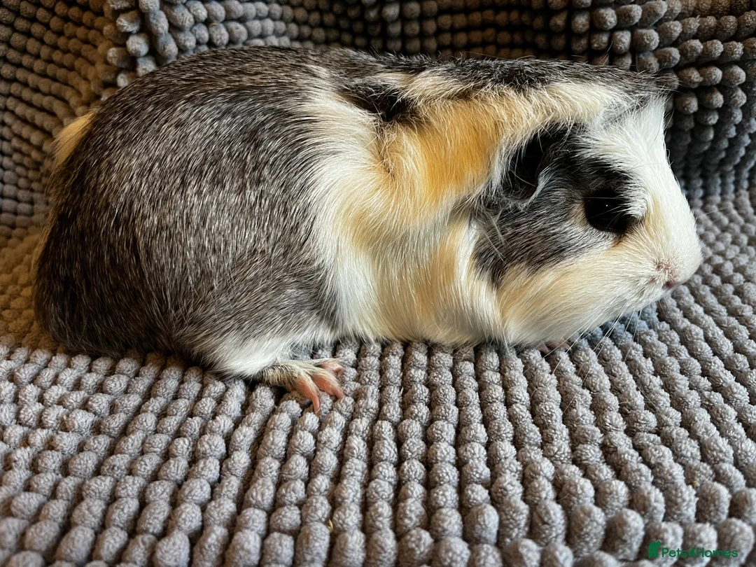 Guinea Pig rodents for sale: Punk Rock Piggies Looking for a New Stage - Advert 1