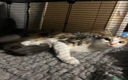 British Shorthair cats for sale: Kitten for sale - Image 5