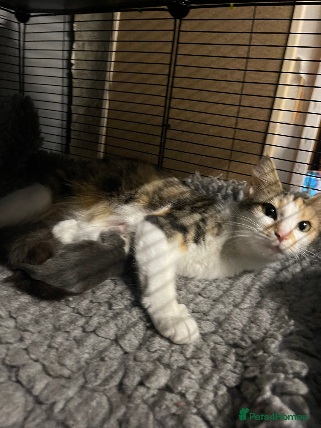 British Shorthair cats for sale: Kitten for sale - Image 5
