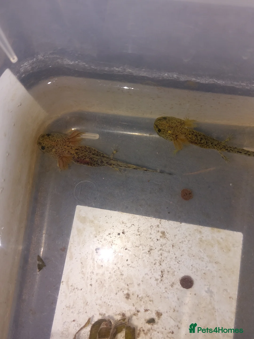 Axolotl reptiles for sale: Wild Type Axolotls £10 each, collection only - Advert 6