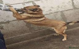 Mixed Breed dogs for adoption: 💖🐶 LARA 🐶💖 - Image 28
