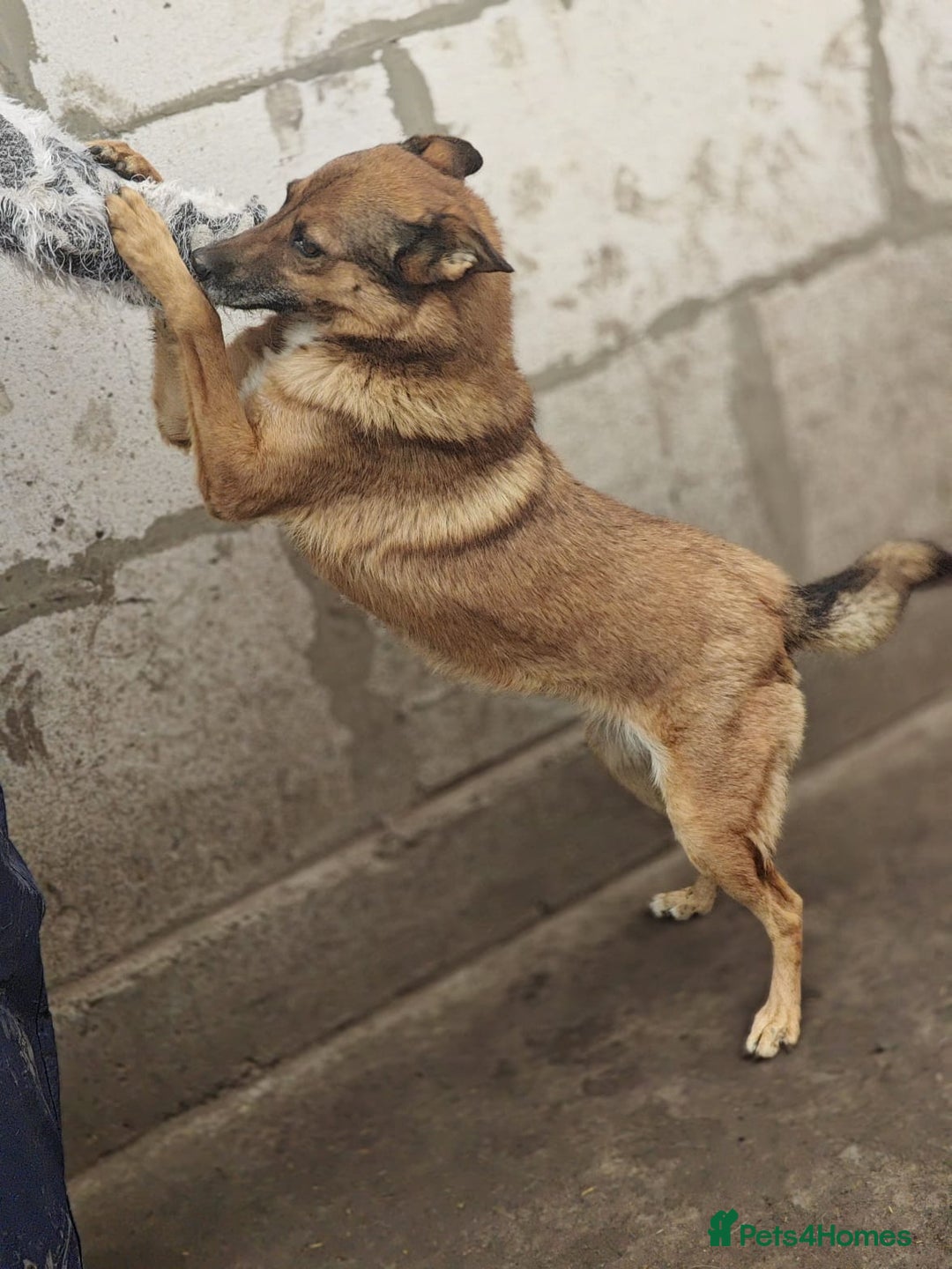 Mixed Breed dogs for adoption: 💖🐶 LARA 🐶💖 - Image 28