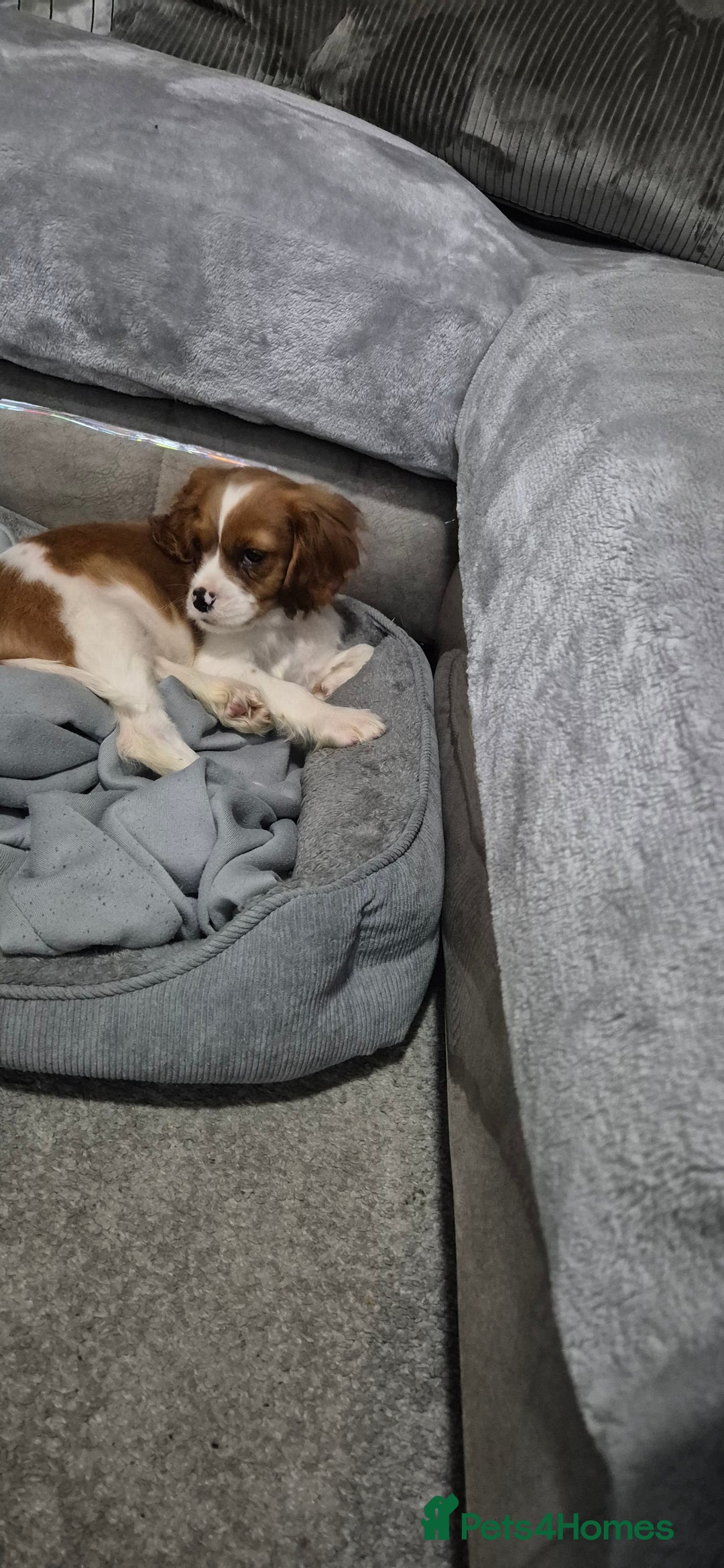 Cavalier King Charles Spaniel dogs for sale: Rehoming ASAP,  male, cavalier king Charles  - Advert 2