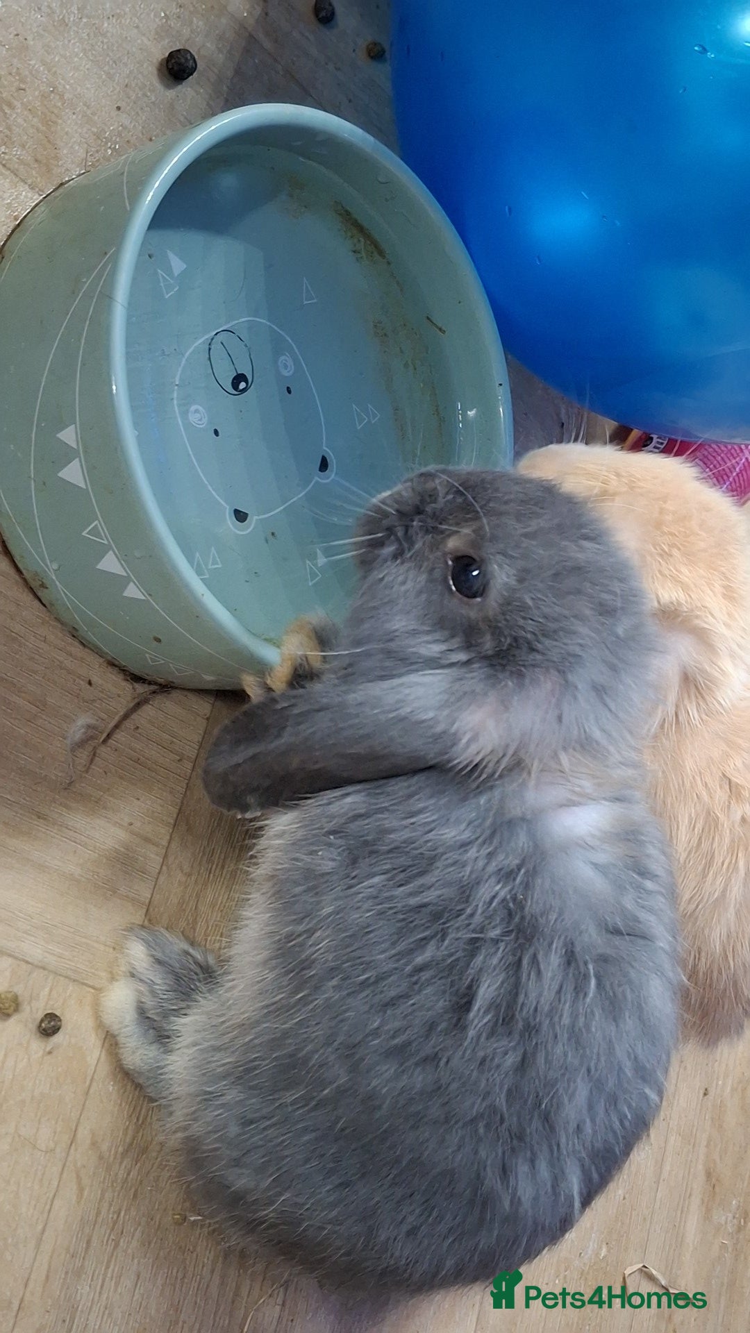 Mini Lop rabbits for sale: 4 beautiful mini lops ready to leave now. - Advert 4