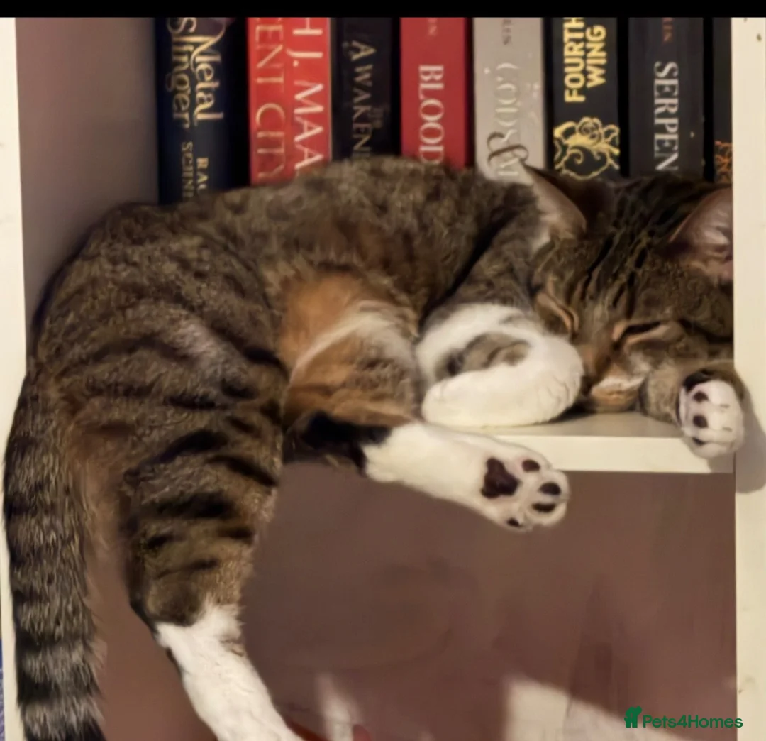 Mixed Breed cats for sale: Lunie and wishie  in Bournemouth - Advert 4
