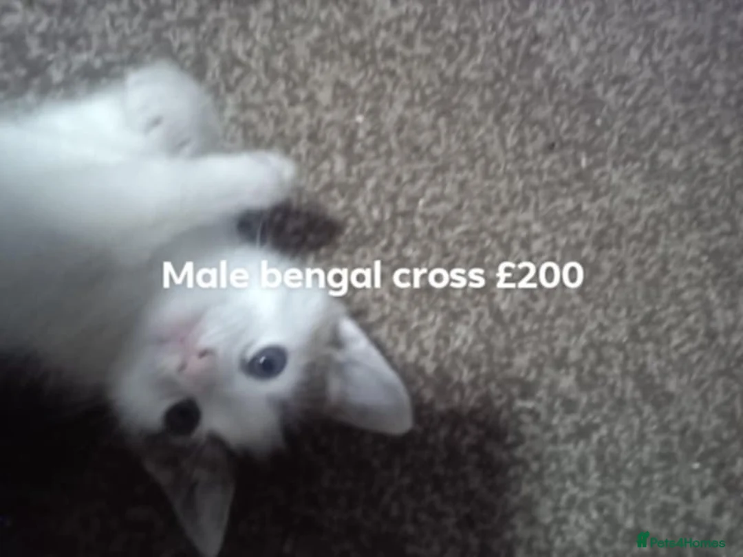 Mixed Breed cats for sale: 5 bendal kittens 1 girl 4 boys different colours  - Advert 2