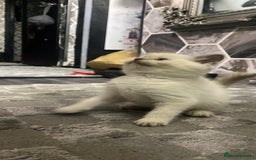 Ragdoll cats for sale: Ragdoll x British shorthair  - Image 10