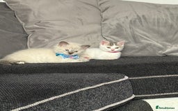 British Shorthair cats for sale: Beautiful BSH 2 male 1 female  - Image 25