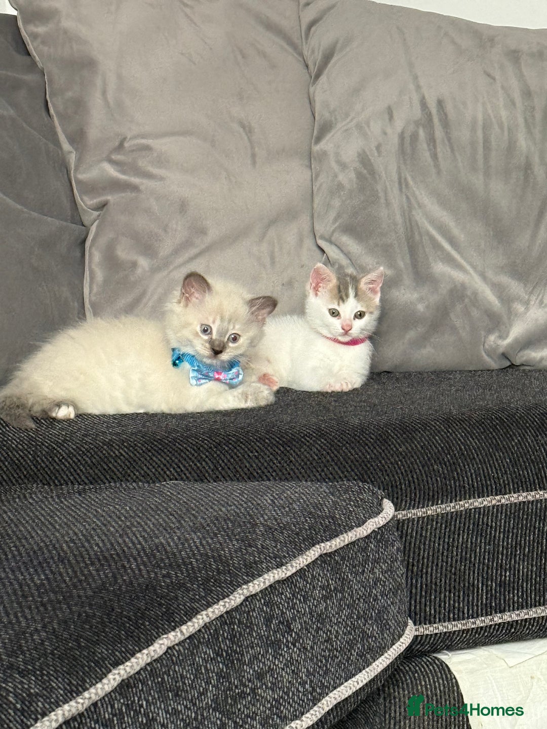 British Shorthair cats for sale: Beautiful BSH 2 male 1 female  - Image 25