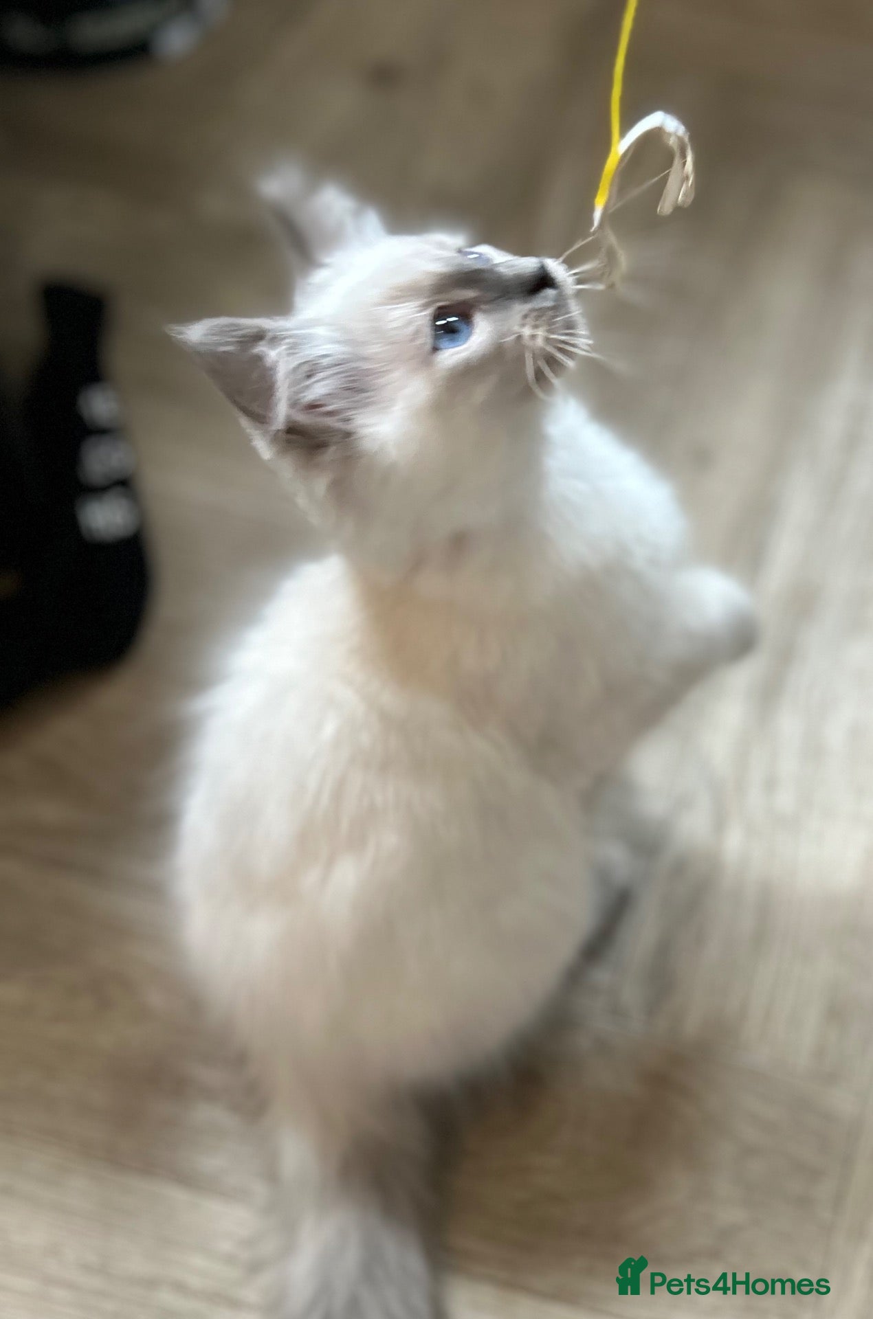 Mixed Breed cats Ragdoll X Persian kittens - Advert 1
