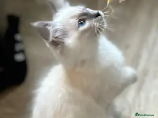 Mixed Breed cats Ragdoll X Persian kittens - Advert 2