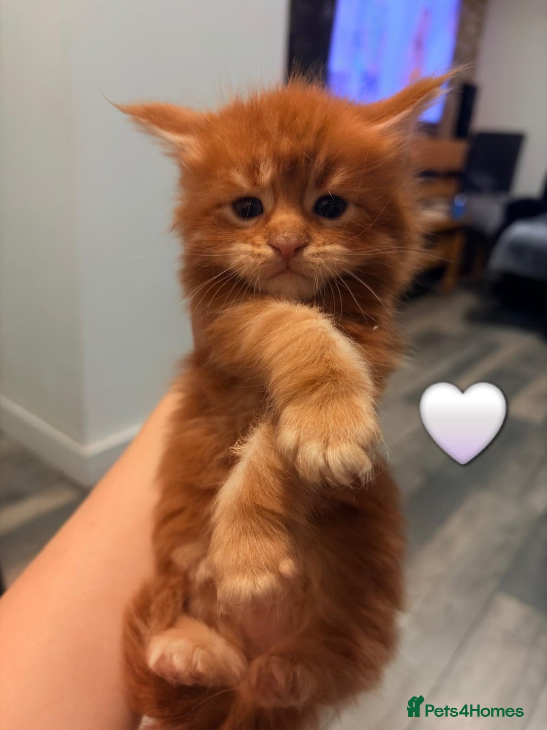 Maine Coon cats for sale: Maine Coon Kittens  - Advert 25