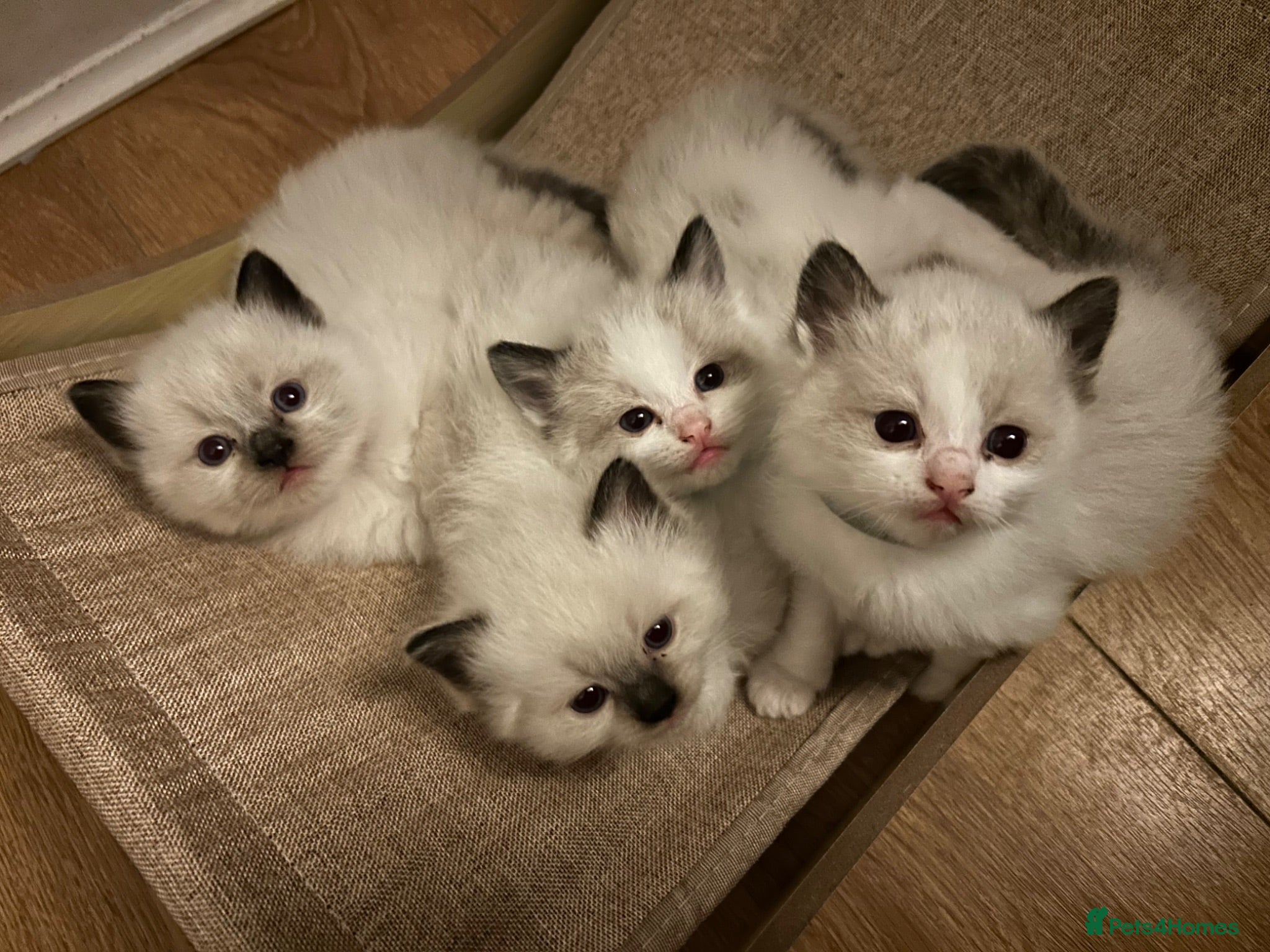 Ragdoll cats 🐾 Pure Ragdoll Kittens 🐾 - Advert 2