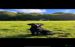 Labrador Retriever dogs for sale: Fox red Labrador puppies  - Image 6