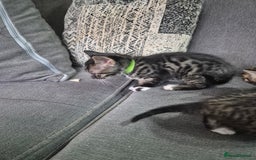Savannah cats for sale: Savannah kittens ready to leave 24th October  - Image 30