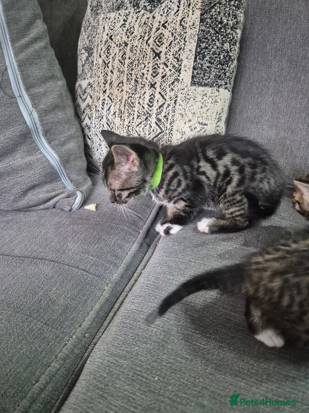 Savannah cats for sale: Savannah kittens ready to leave 24th October  - Image 30