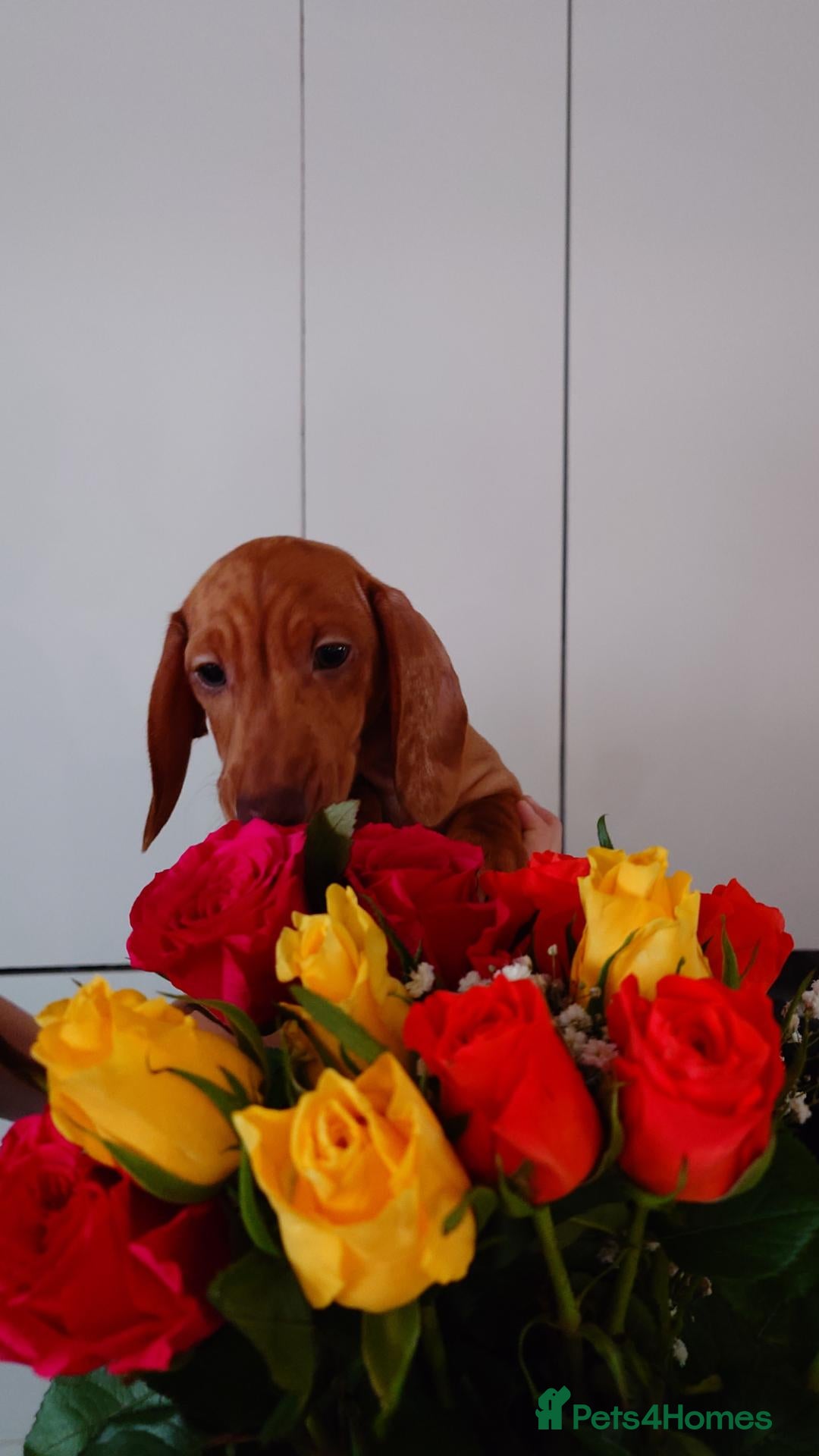 Miniature Dachshund dogs Beautiful Miniature Puppy Dachsung  - Advert 2
