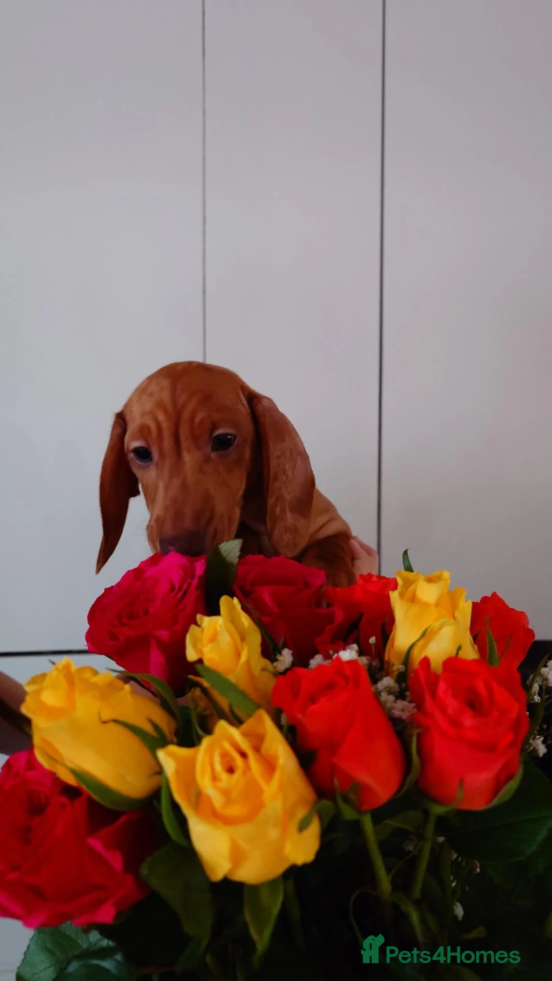 Miniature Dachshund dogs for sale: Beautiful Miniature Puppy Dachsung  - Advert 2