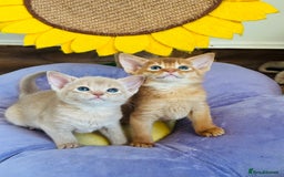 Abyssinian cats for sale: Pure pedigree Tica registered Abyssinian kittens  - Image 26