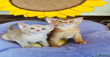 Abyssinian cats Pure pedigree Tica registered Abyssinian kittens  - Advert 8