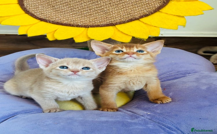 Abyssinian cats Pure pedigree Tica registered Abyssinian kittens  - Advert 7