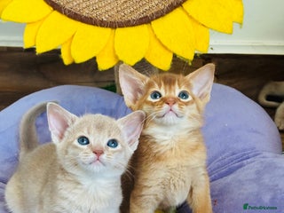 Abyssinian cats Pure pedigree Tica registered Abyssinian kittens - Advert 2