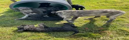 Russian Black Terrier dogs for sale: Russian Black Terrier Pups for Sale - Advert 3