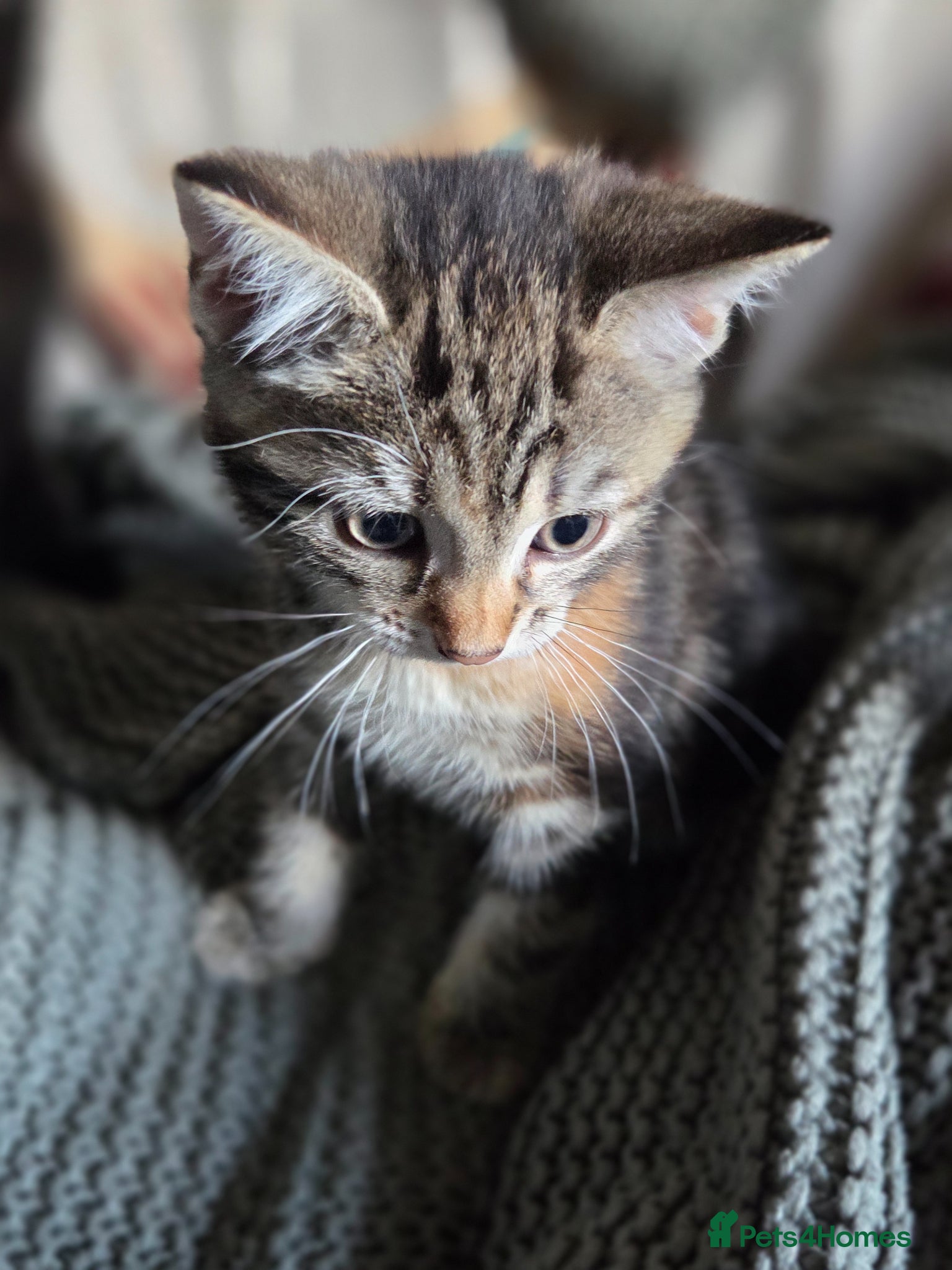 Mixed Breed cats for sale: Kittens ready now PLEASE READ! - Advert 4