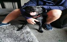 Labrador Retriever dogs for adoption: Meet Bonnie – In Ayr Looking for a home <3  - Image 5