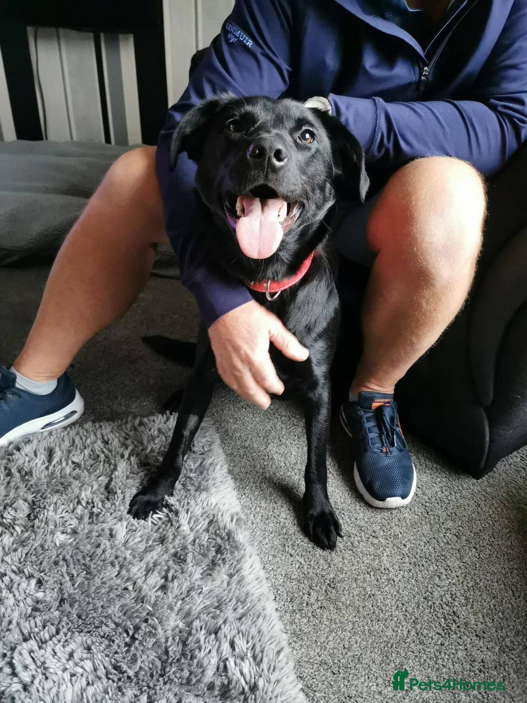 Labrador Retriever dogs for adoption: Meet Bonnie – In Ayr Looking for a home <3  - Image 5