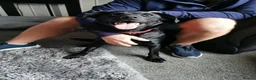 Labrador Retriever dogs for adoption: Meet Bonnie – In Ayr Looking for a home <3  - Advert 5