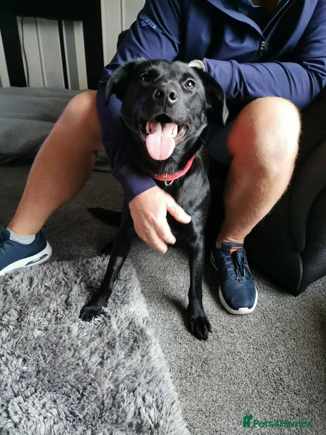 Labrador Retriever dogs for adoption: Meet Bonnie – In Ayr Looking for a home <3  - Advert 5