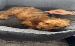 Cockapoo dogs for sale: F1 Cockapoo puppy - Image 4