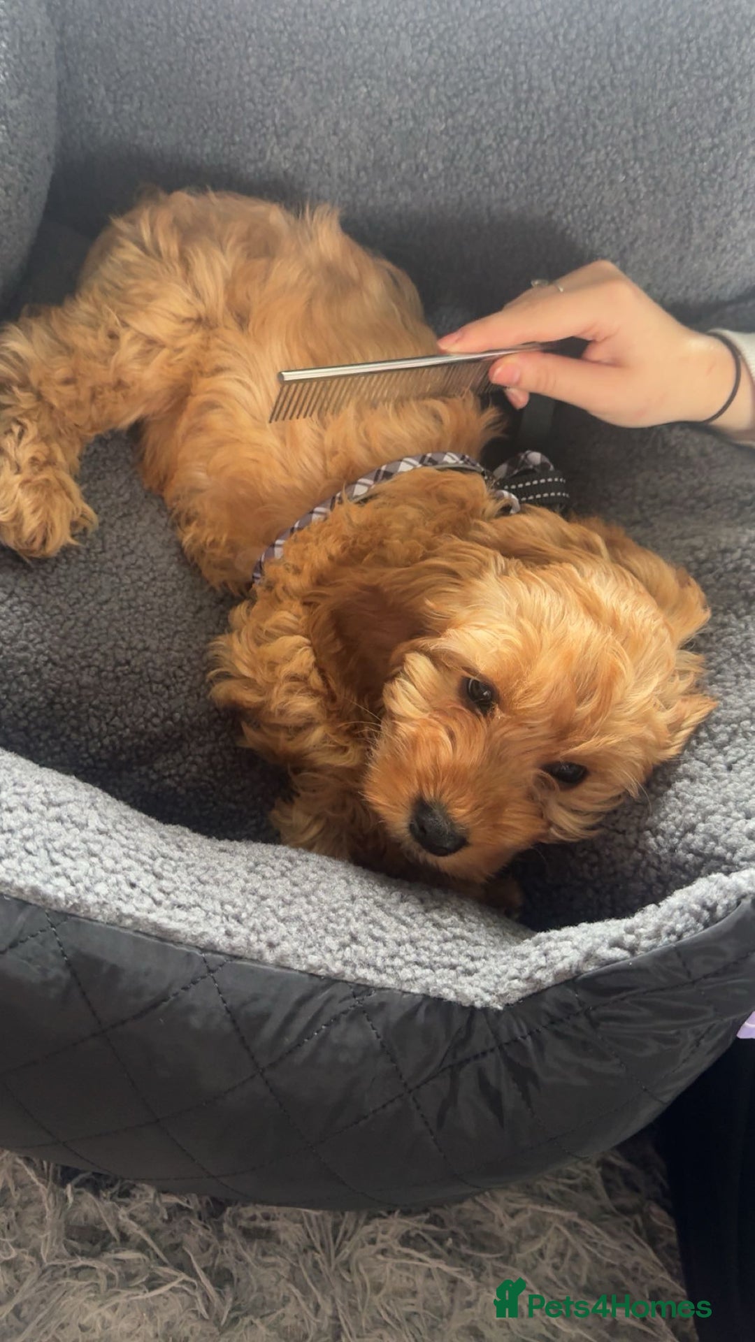 Cockapoo dogs for sale: F1 Cockapoo puppy - Image 4