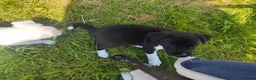 Patterjack dogs for sale: Patterjack Puppies  - Advert 9