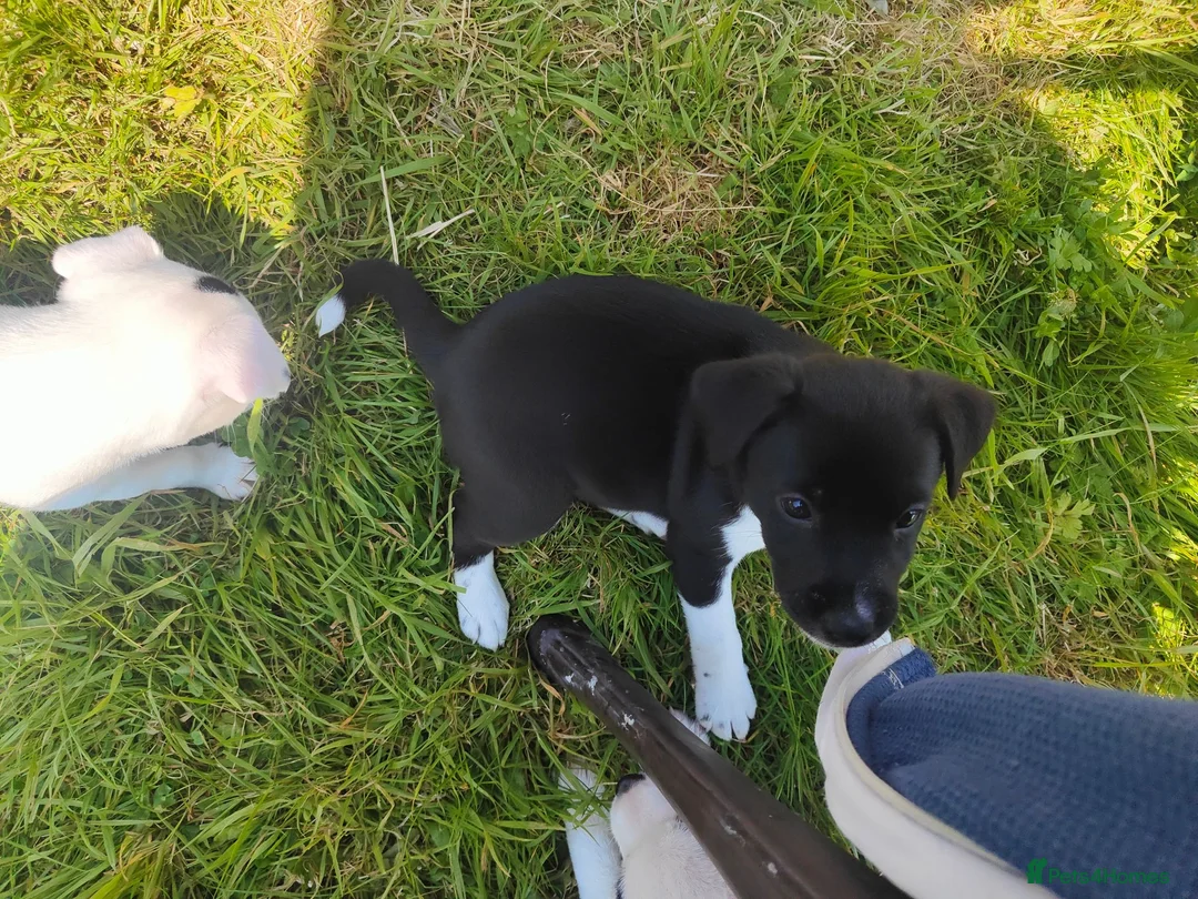 Patterjack dogs for sale: Patterjack Puppies  - Advert 9