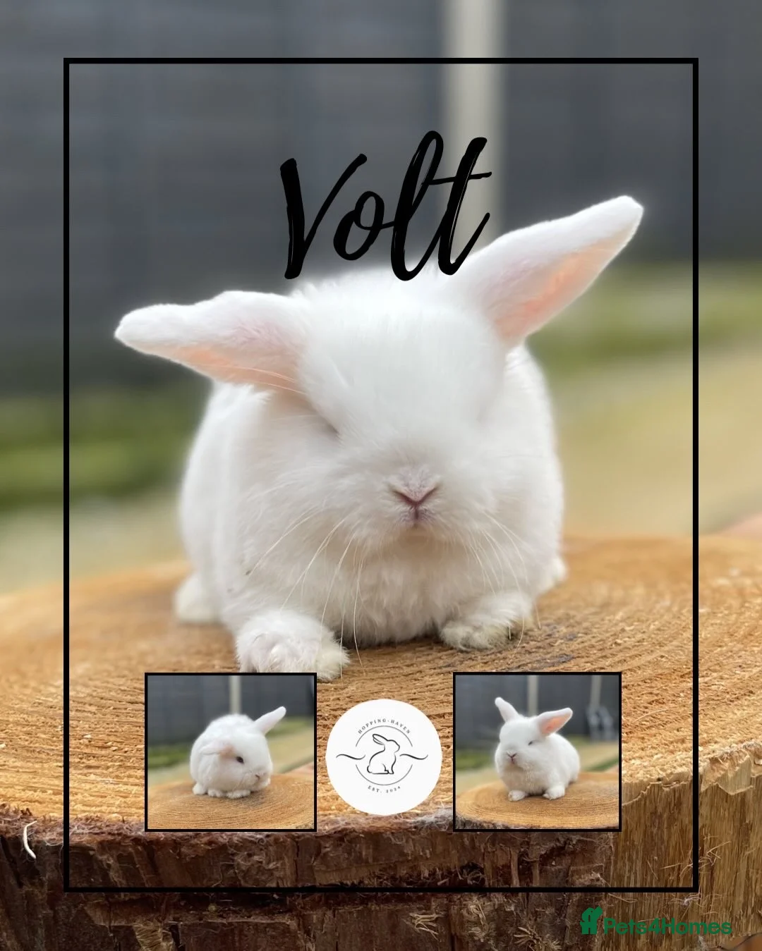 Mini Lop rabbits for sale: Mini lop babies looking for forever homes - Advert 3