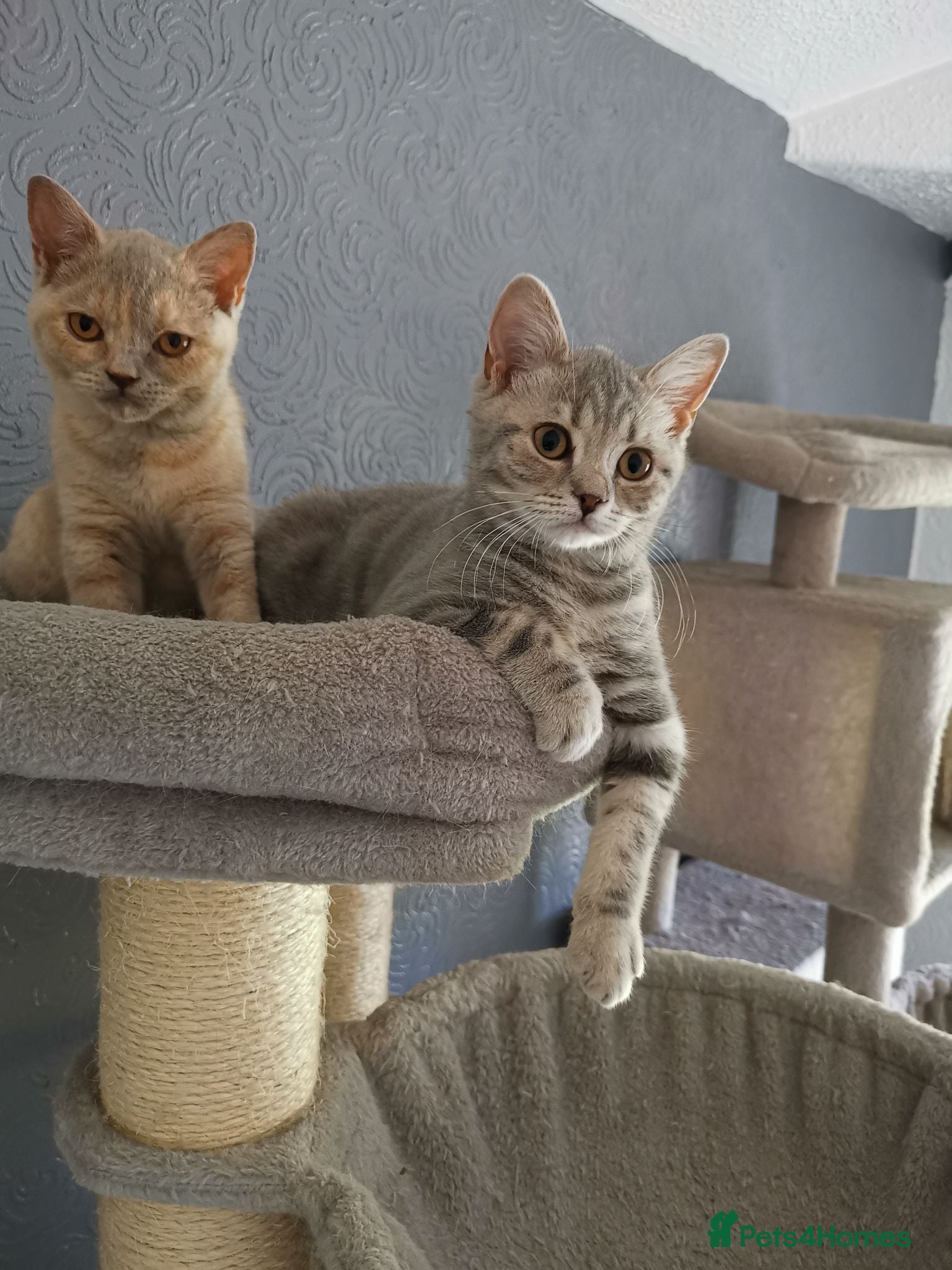British Shorthair cats Last Stunning full pedigree tabby Kitten ready now - Advert 2