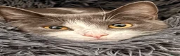 Mixed Breed cats for sale: Rehoming 2 cats - Advert 13