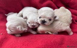 Shih Tzu dogs for sale: Creams shihtzus 5* puppies  - Image 6