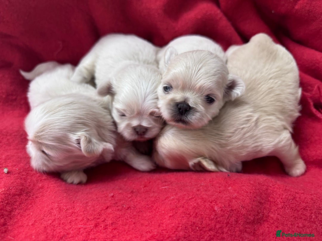 Shih Tzu dogs for sale: Creams shihtzus 5* puppies  - Image 6