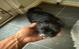 Glen of Imaal Terrier dogs for sale: Rare and beautiful  - Image 18
