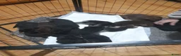 German Shepherd dogs for sale: 11 beautiful German Shepard  in Ebbw Vale - Advert 14