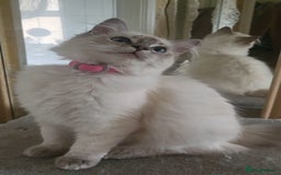Ragdoll cats for sale: Beautiful blue lynx Ragdoll - Image 3