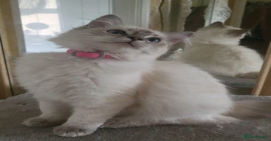 Ragdoll cats - Advert 13