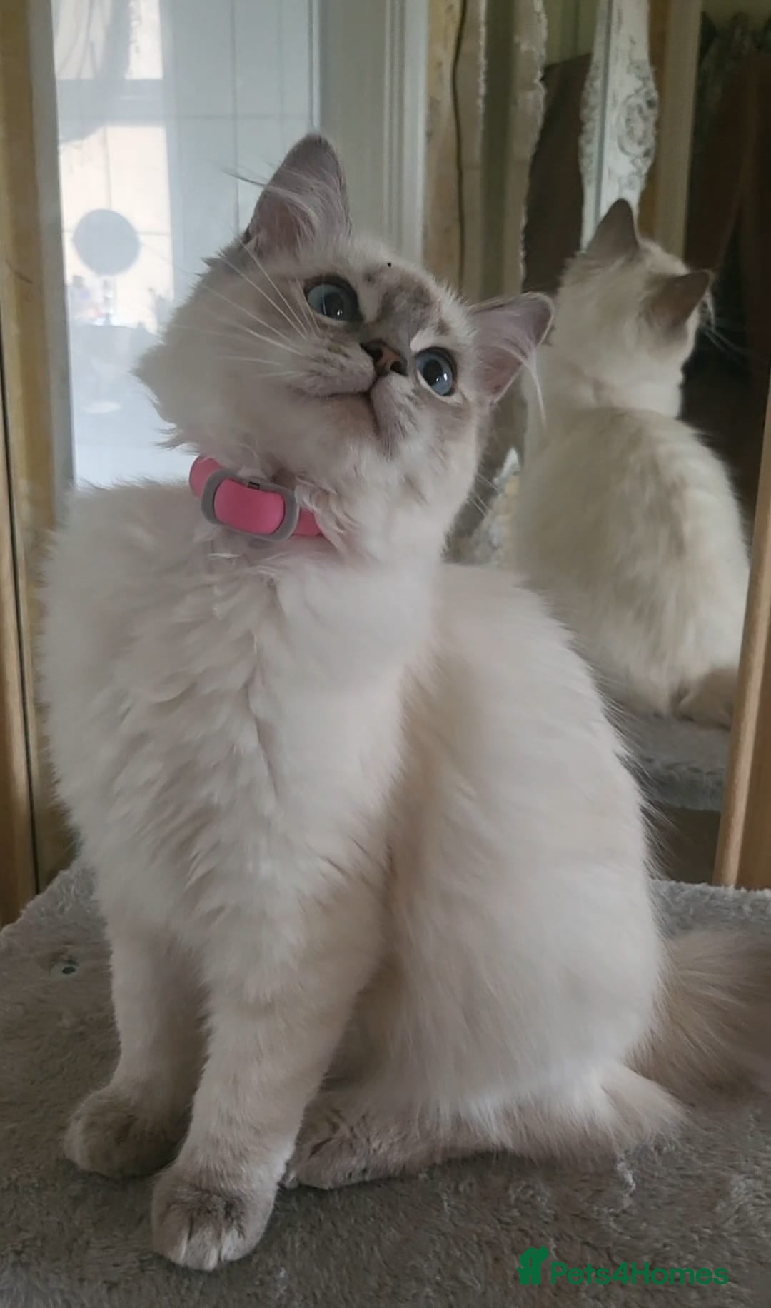 Ragdoll cats for sale: Beautiful blue lynx Ragdoll - Image 3