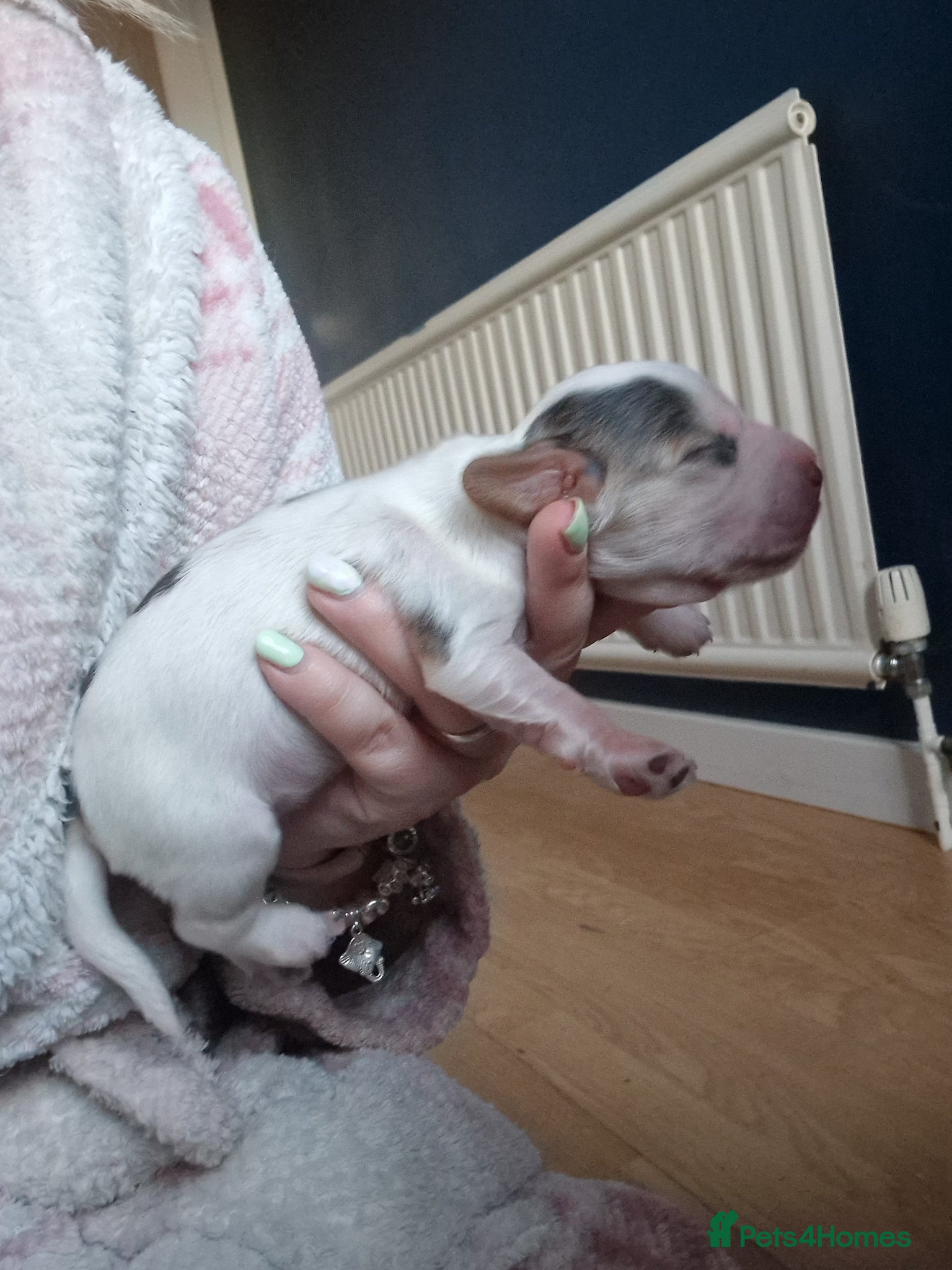 Cocker Spaniel dogs 4x show cocker spaniel puppies. - Advert 8