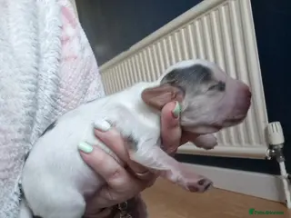 Cocker Spaniel dogs 4x show cocker spaniel puppies. - Advert 10